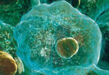 The Human Cell Atlas: A global initiative