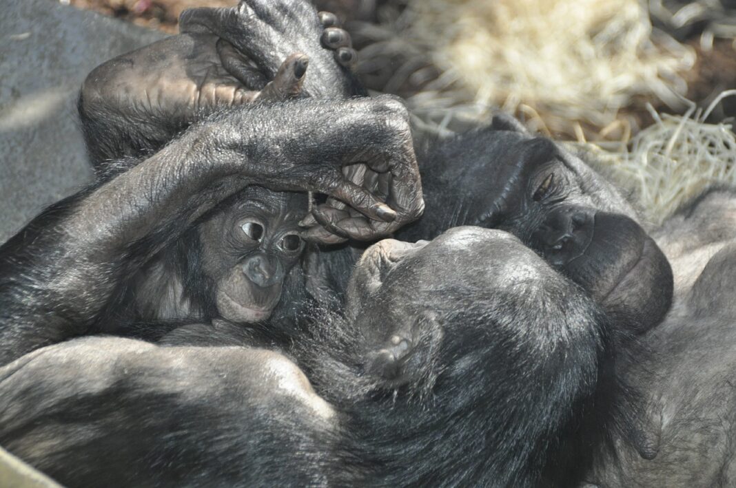 monkey-love-392579_1280-2