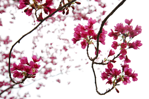 shutterstock_45362326-2