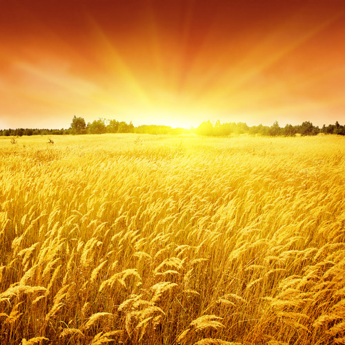 shutterstock_62299708