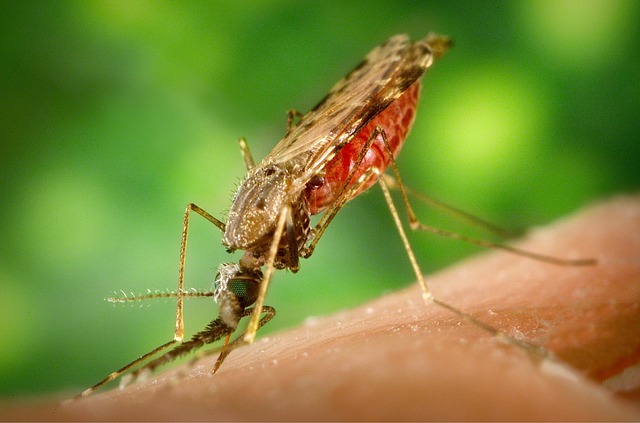 mosquito-1016254_640