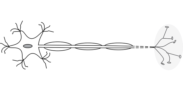 motor-neurone-2040692_640
