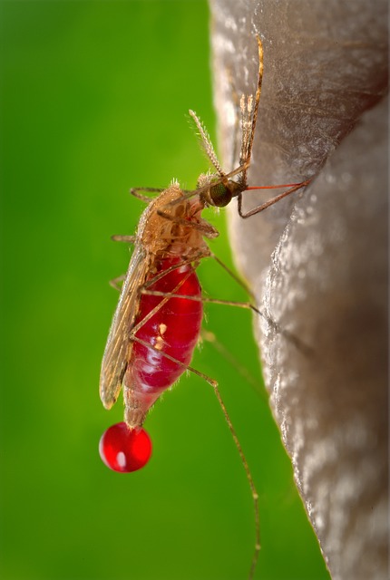 mosquito-542159_640