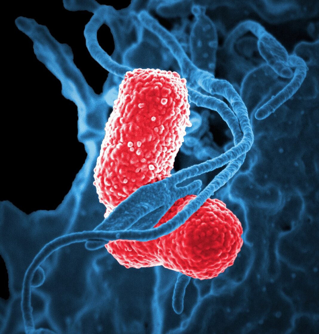 bacteria-811861_1280