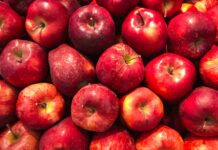 Apples Apples and more Apples… Apple trees natural response to virus mirrors GM mechanism, study shows
